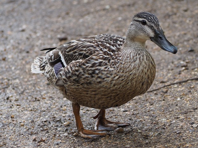 Duck2