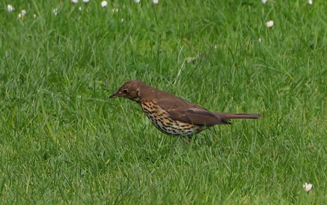 Song Thrush